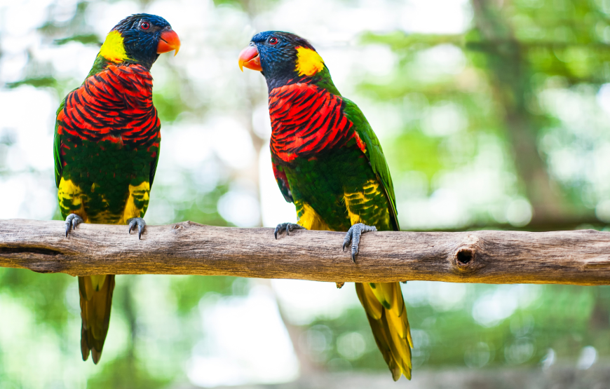 Enchanting KL Bird Park, Butterfly Park & Garden Tour -Shared Tour