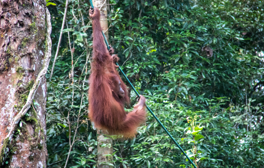 Semenggoh Wildlife Centre Half-Day Exploration from Kuching – Shared Tour