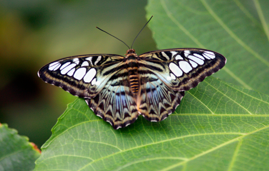 Enchanting KL Bird Park, Butterfly Park & Garden Tour -Shared Tour