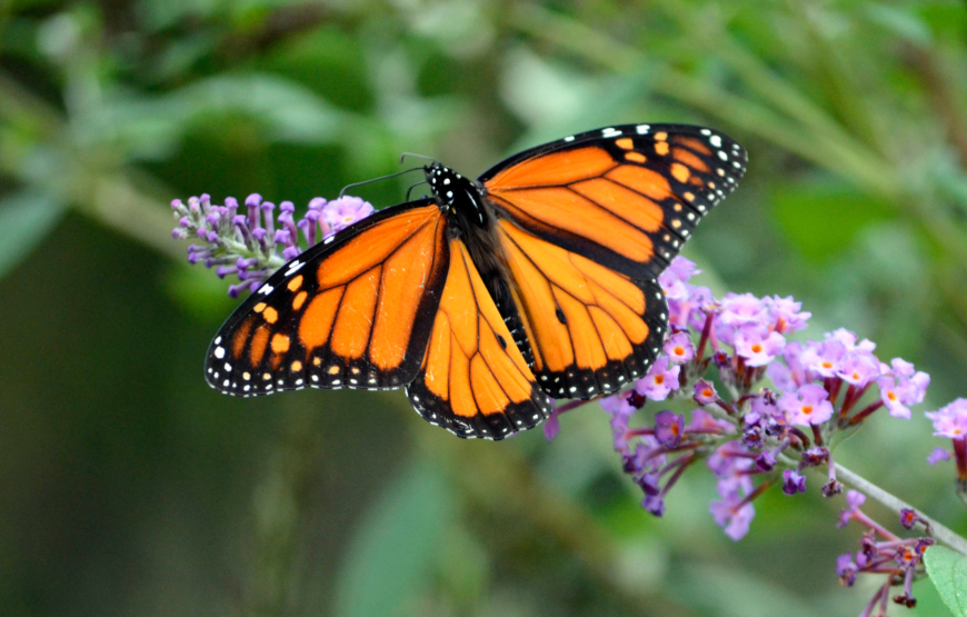 Enchanting KL Bird Park, Butterfly Park & Garden Tour -Shared Tour