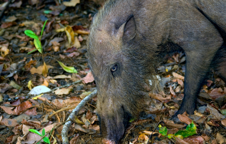 Ultimate Bako National Park Wildlife Adventure – Shared Day Tour