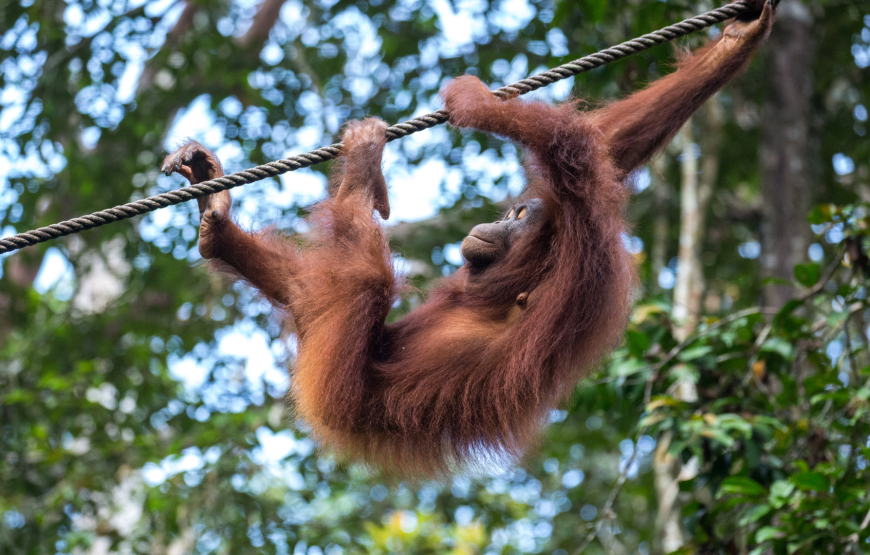 Semenggoh Wildlife Centre Half-Day Exploration from Kuching – Shared Tour