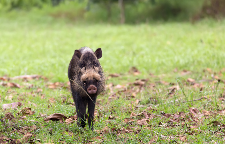 Ultimate Bako National Park Wildlife Adventure – Shared Day Tour