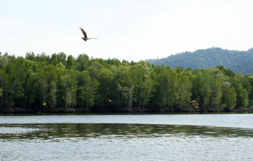 Enchanting Langkawi Mangrove Exploration Tour – Shared Tour