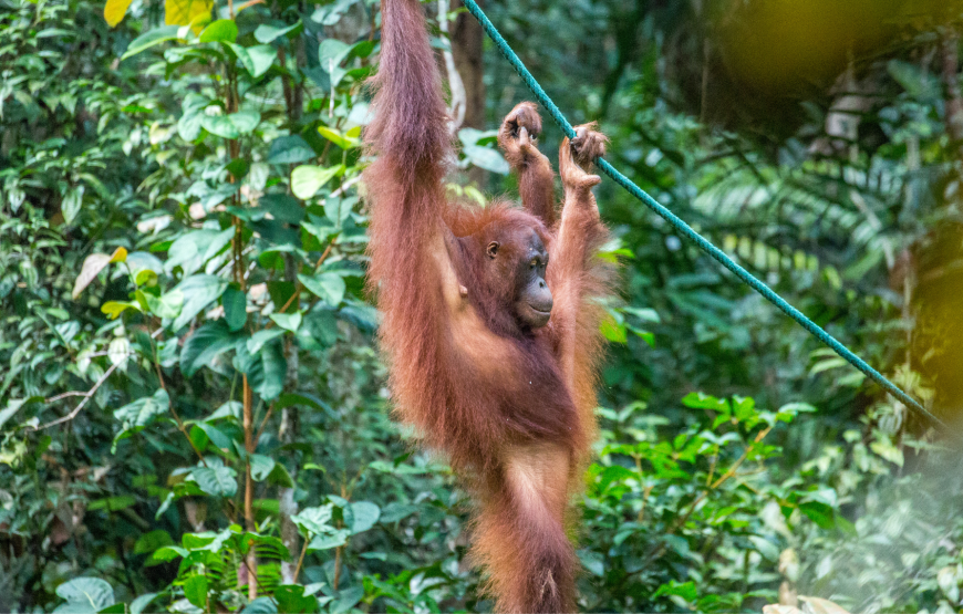 Semenggoh Wildlife Centre Half-Day Exploration from Kuching – Shared Tour