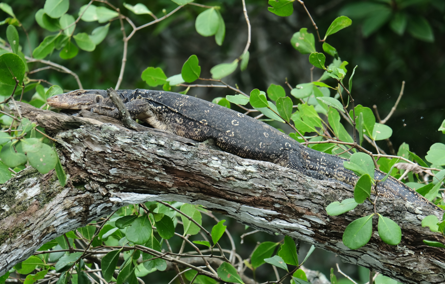 Enchanting Langkawi Mangrove Exploration Tour – Shared Tour