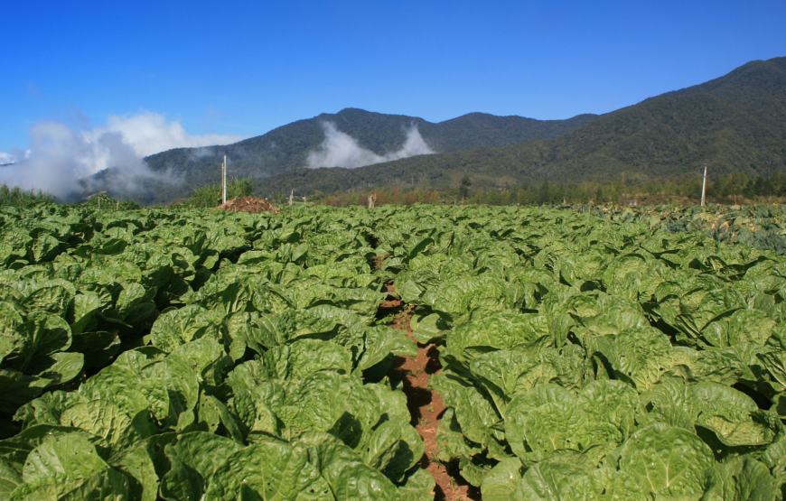 Scenic Wonders of Kundasang, Sabah – Shared Tour