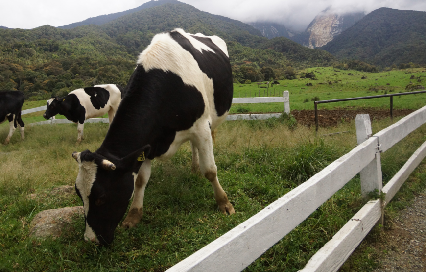 Scenic Wonders of Kundasang, Sabah – Shared Tour