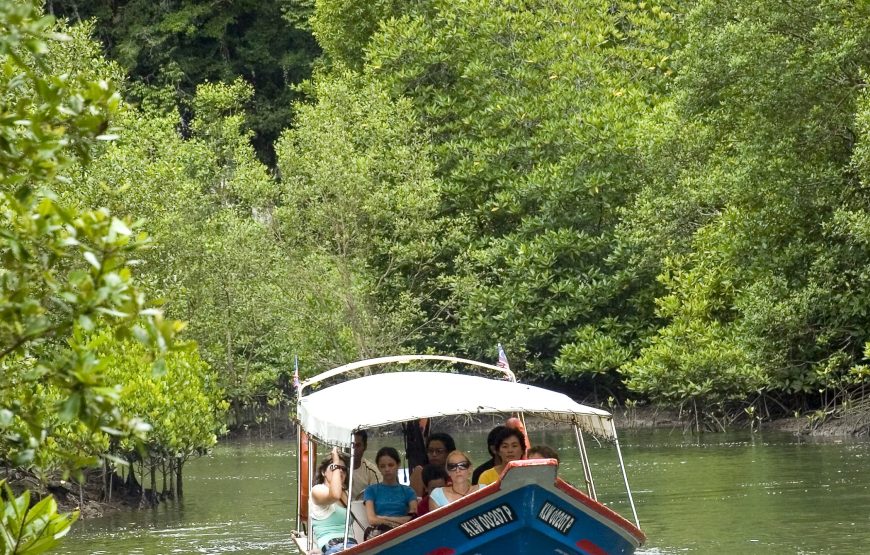 Langkawi Mangrove Tour