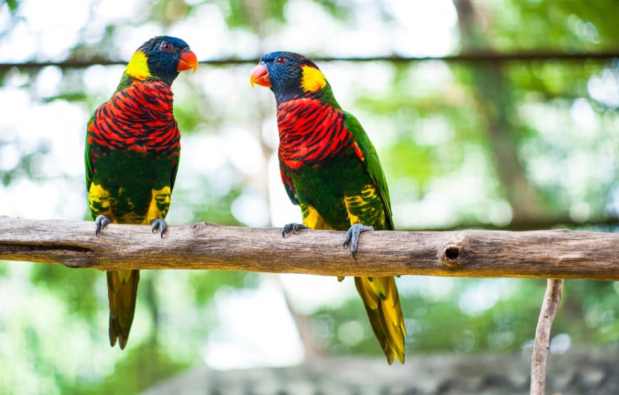 Penang Bird Park and Butterfly Park Tour