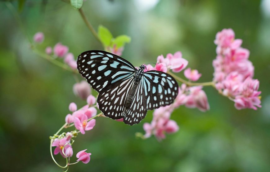 Penang Bird Park and Butterfly Park Tour