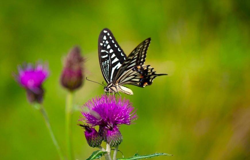 Penang Bird Park and Butterfly Park Tour