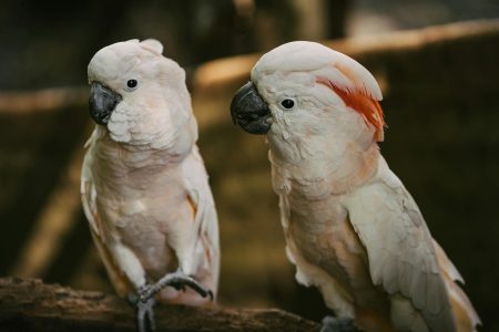 Penang Bird Park & Butterfly Park Private Tour